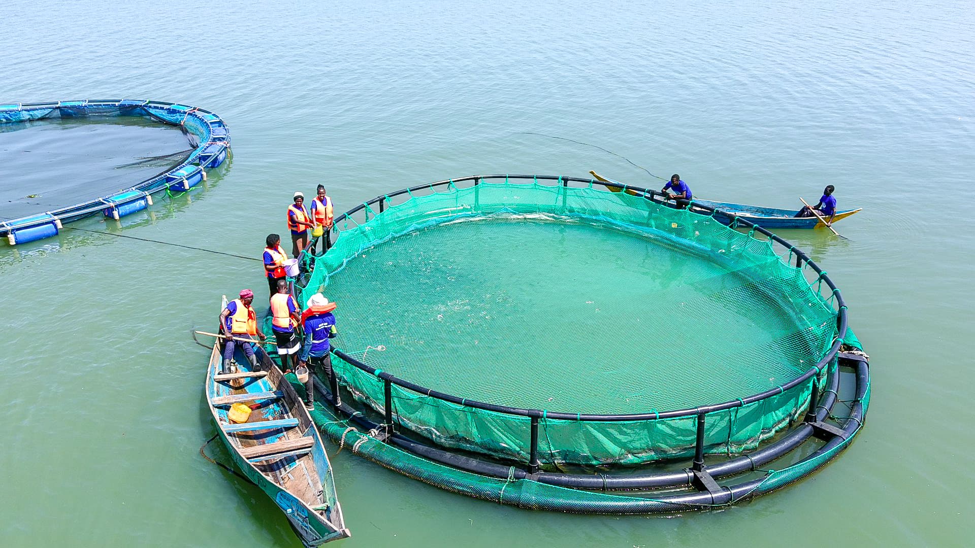 Tilapia farming at Lakefront Fisheries